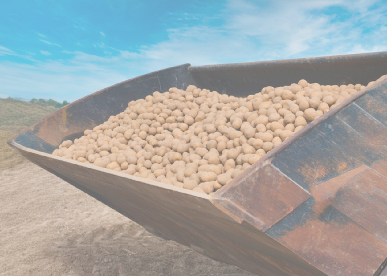 Stockage des pommes de terre