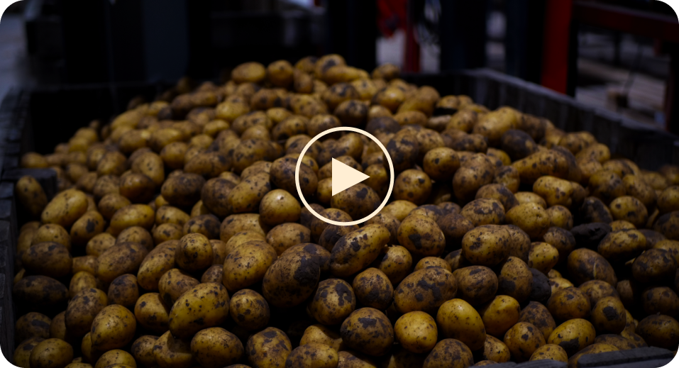 Pommes de terre Régina fraîchement récoltées