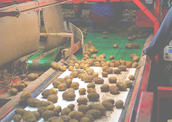 Lavage des pommes de terre